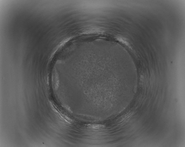 X0000062630539200601041034