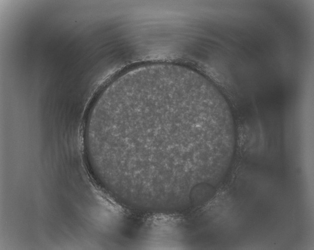 X0000062630632200601041032