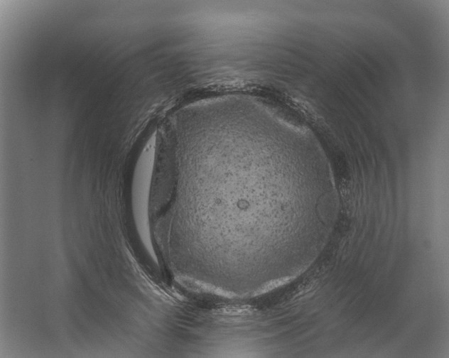 X0000062630642200601041032