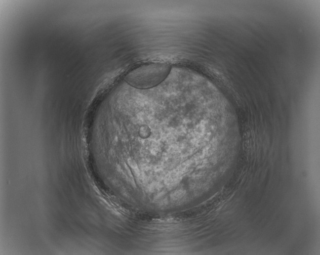 X0000062630688200601041032