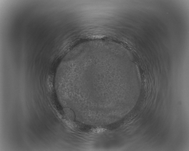 X0000062630695200601041031