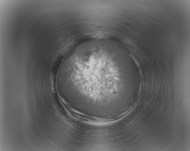 X0000062630696200601041031