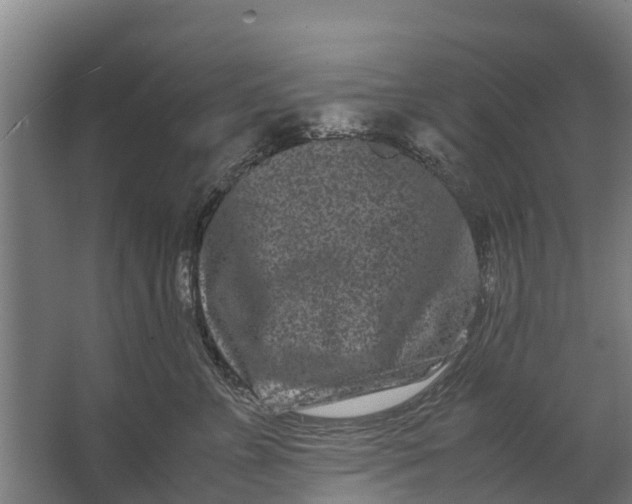 X0000062630715200601041031