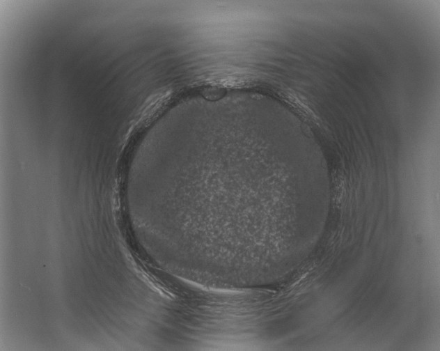 X0000062630738200601041030