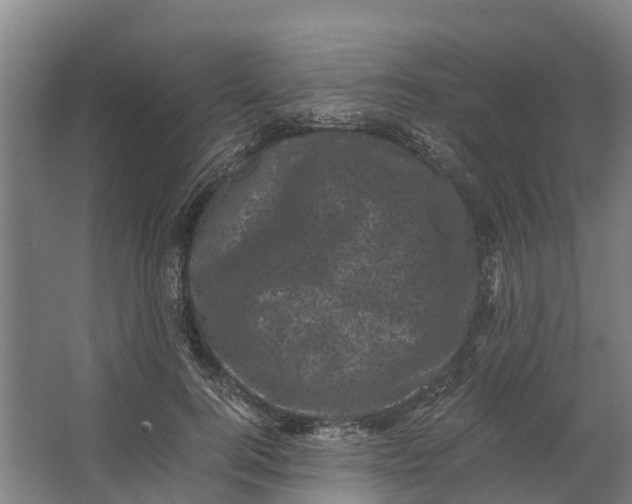 X0000062630744200601041031