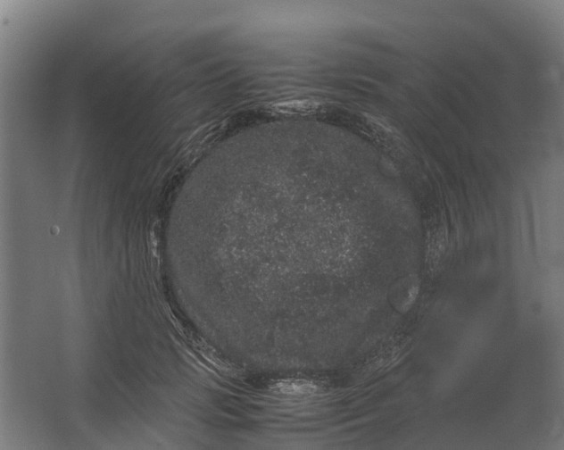 X0000062630749200601041031