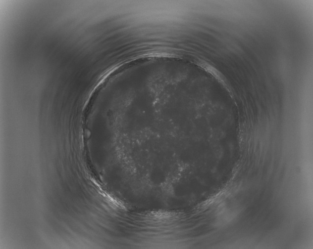 X0000062630829200601041029