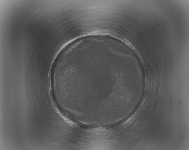 X0000062630838200601041029