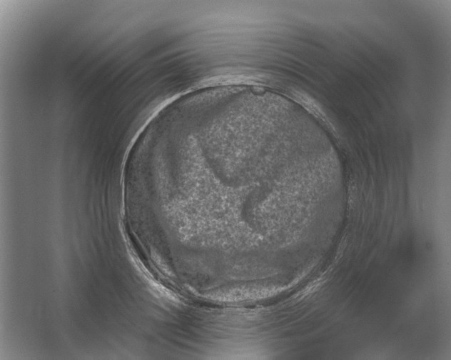 X0000062630844200601041029