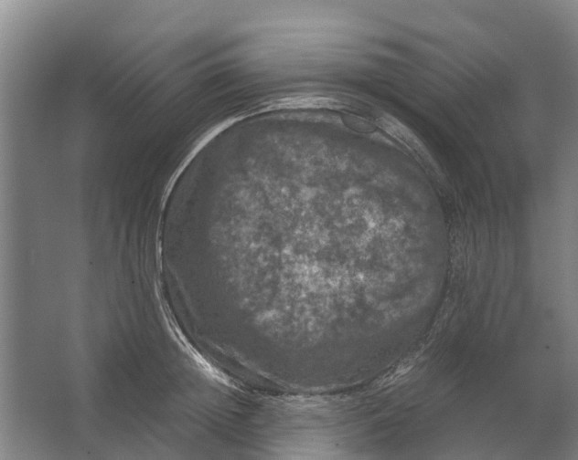 X0000062630852200601041029