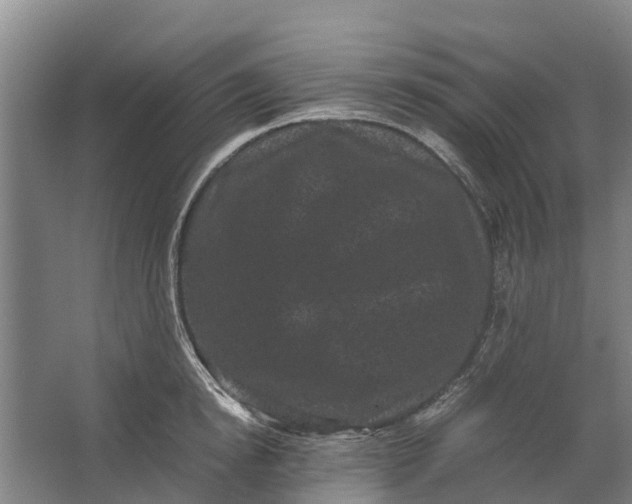 X0000062630854200601041029