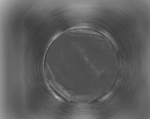 X0000062630858200601041029