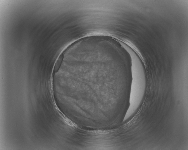 X0000062630996200601041026