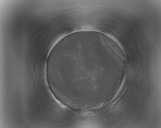 X0000062631006200601041026