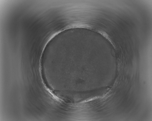 X0000062631024200601041026