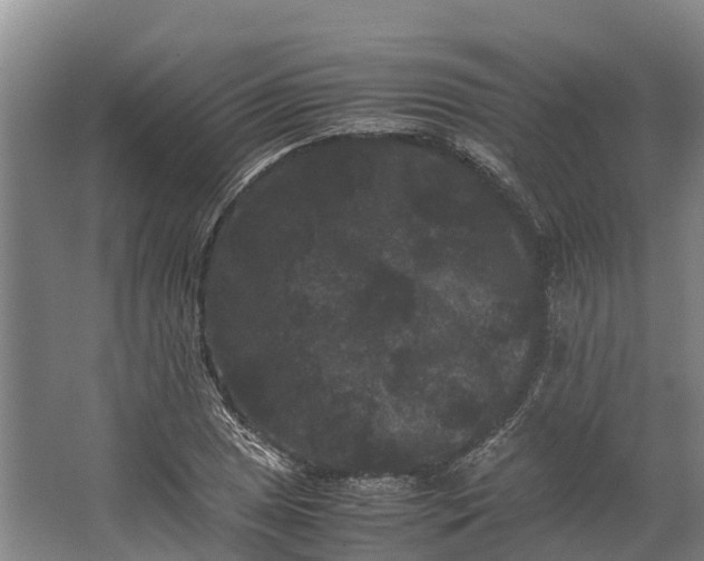 X0000062631025200601041026