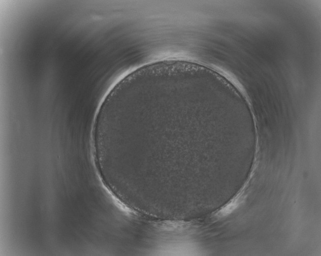 X0000062631056200601041026