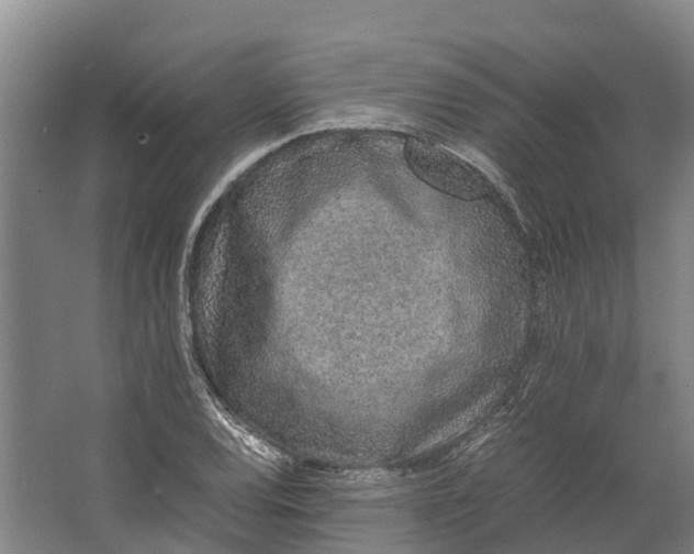 X0000062631120200601041024