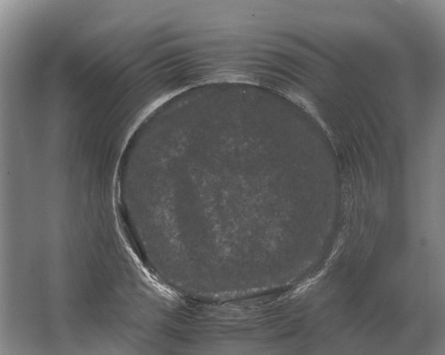 X0000062631125200601041024