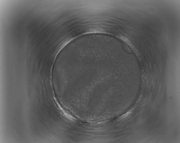 X0000062631129200601041024