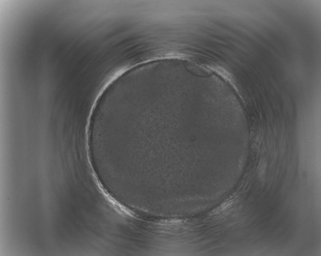 X0000062631135200601041024