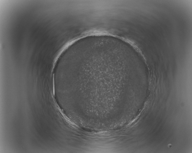 X0000062631175200601041023