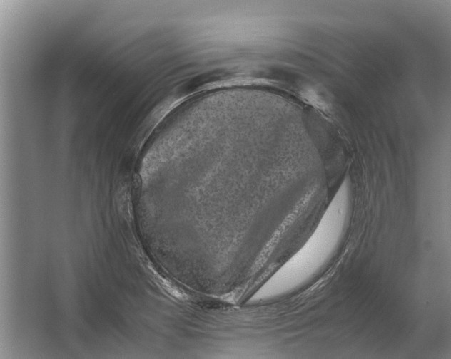 X0000062631177200601041023