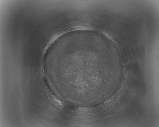 X0000062631215200601041022