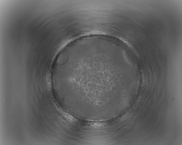 X0000062631266200601041022