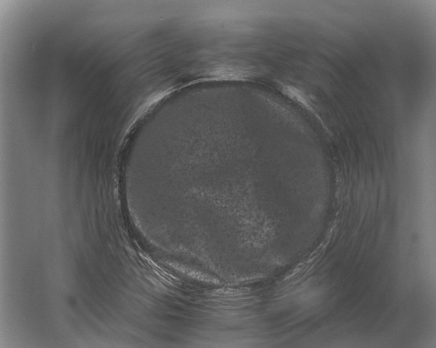 X0000062631307200601041021