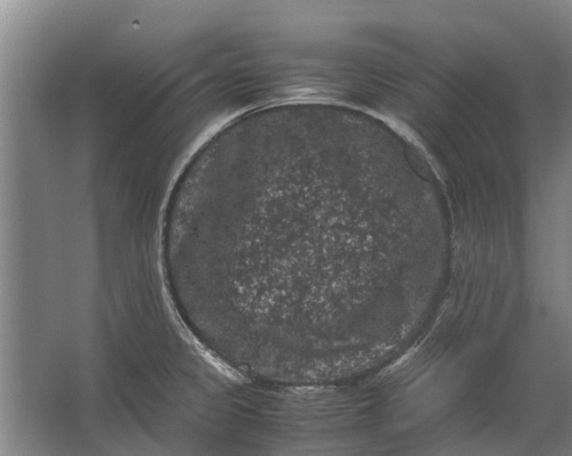 X0000062631333200601041021