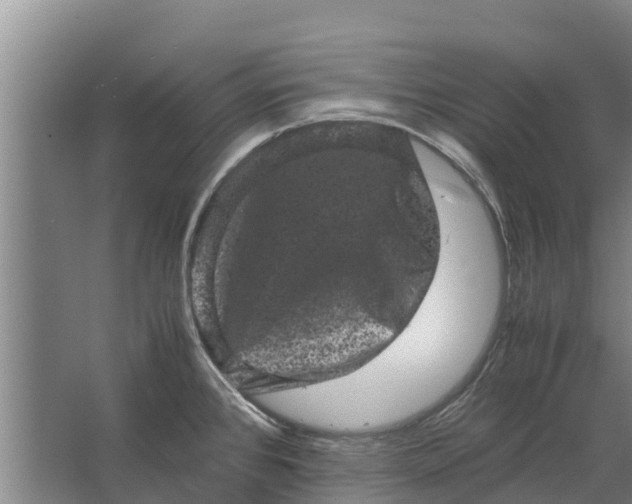 X0000062631384200601041020