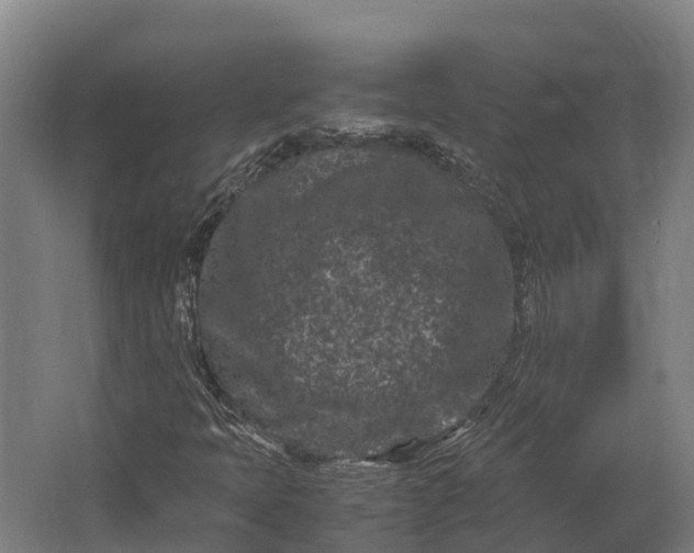 X0000062631397200601041019