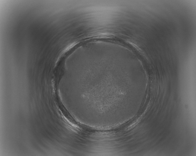 X0000062631402200601041019