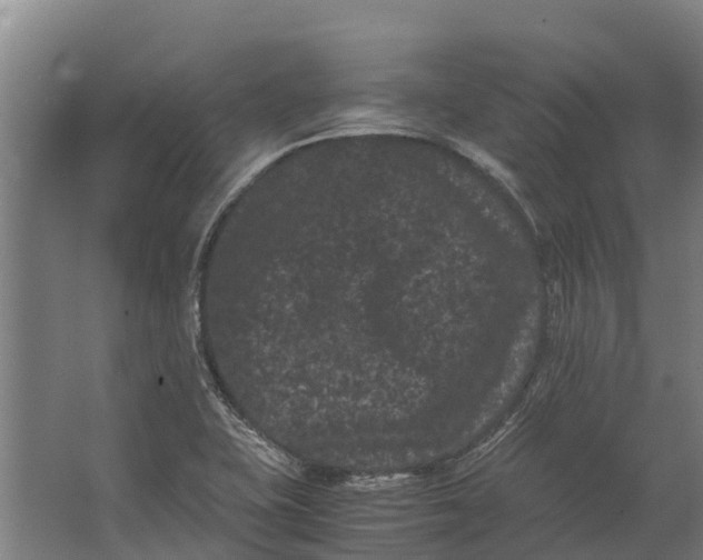 X0000062631415200601041019