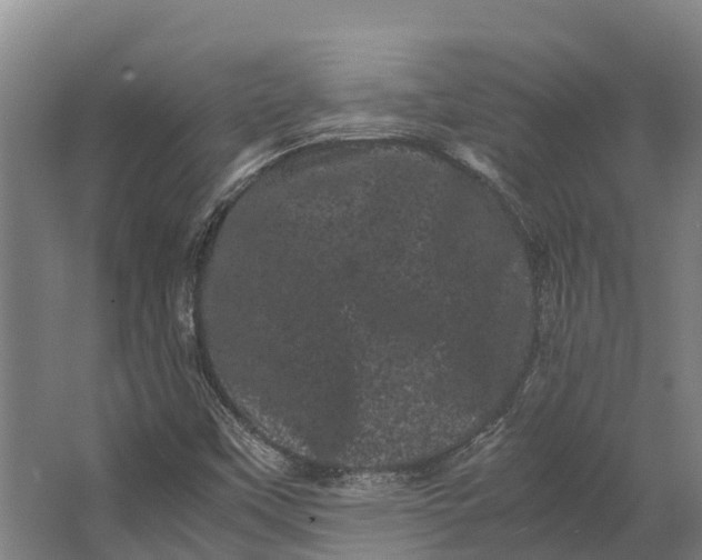 X0000062631451200601041019