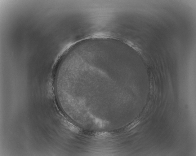 X0000062631454200601041019