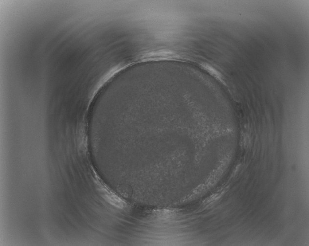 X0000062631458200601041019