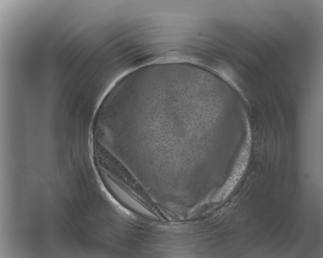 X0000062631476200601041018