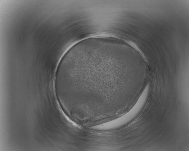 X0000062631484200601041018