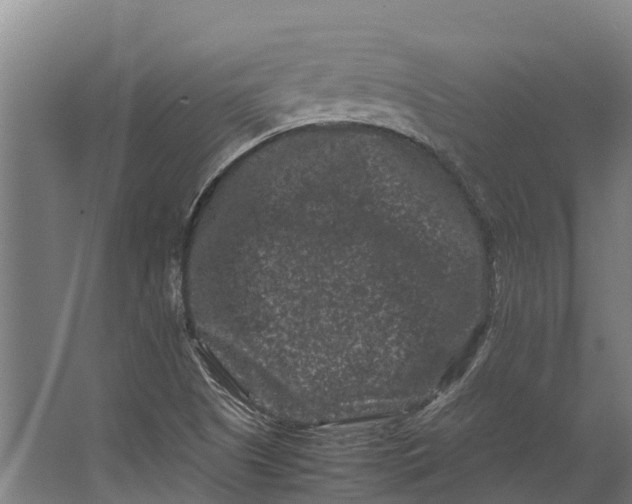 X0000062631505200601041017