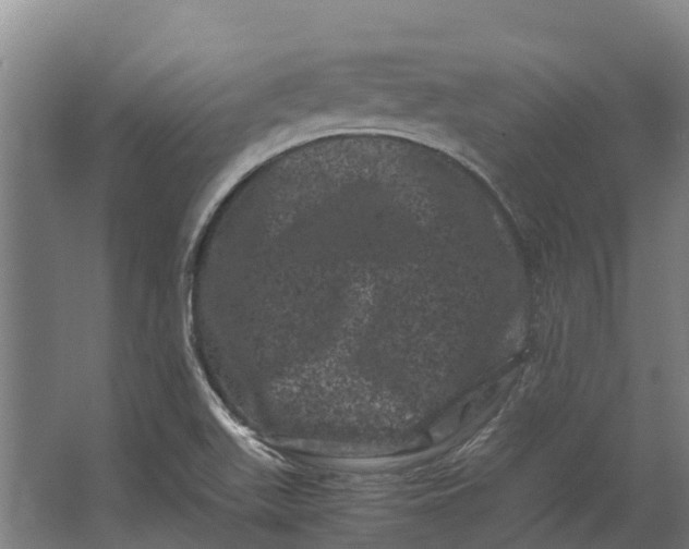 X0000062631511200601041018