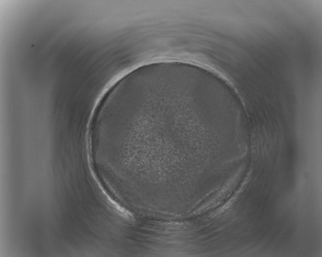 X0000062631517200601041018