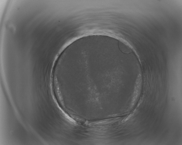 X0000062631525200601041018