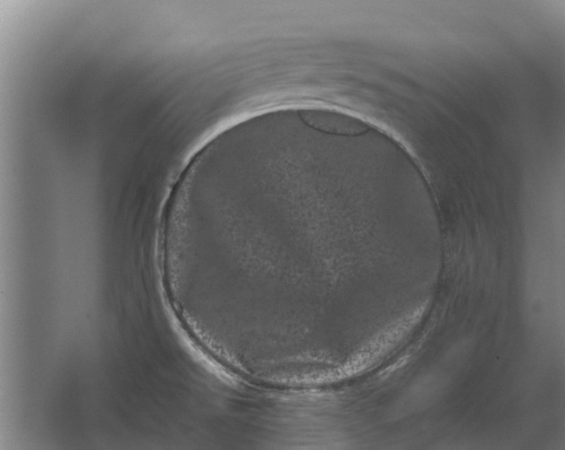 X0000062631526200601041018