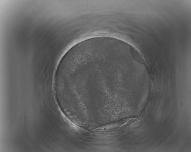 X0000062631527200601041018