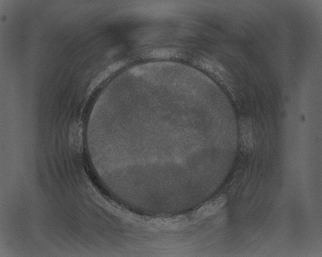 X0000062630016200601111112