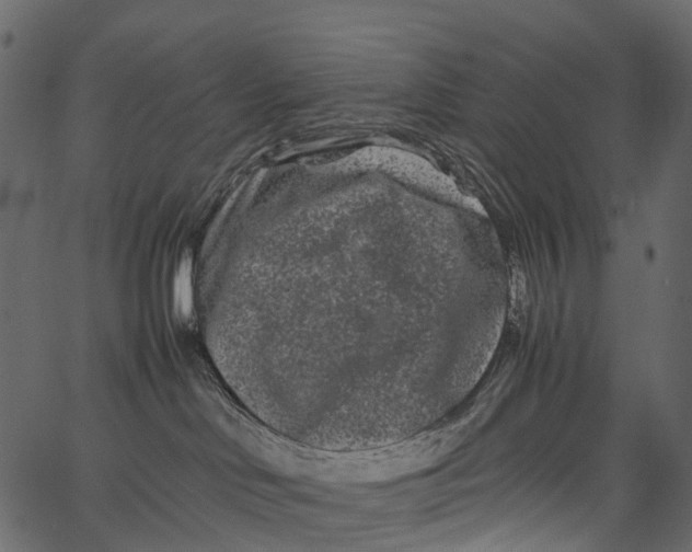 X0000062630046200601111111