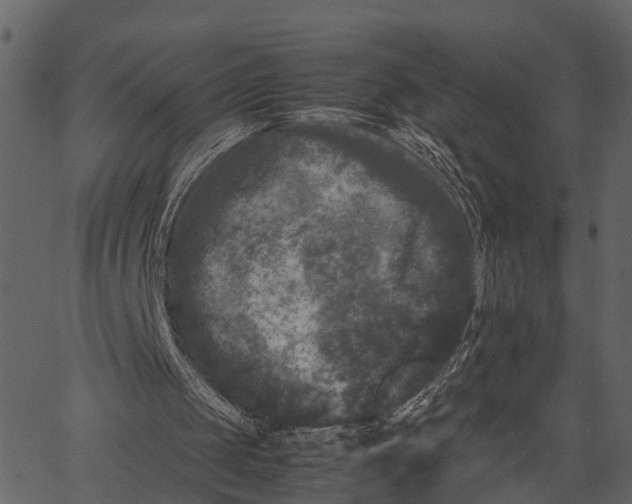 X0000062630049200601111110