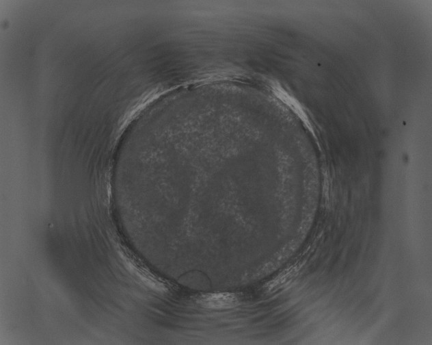 X0000062630059200601111110